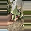 plant/PL17: 1 inch Cummingiana Albo-0-thumbnail