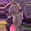 plant/Variegated papx x dorito #1-1-thumbnail