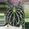 plant/Chocolate x Heinz germinated seed-1-thumbnail