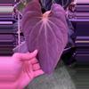 plant/Antolakii RF1 x Dark Star hold back-1-thumbnail