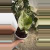 plant/PL7: Global Japan Pothos fully rooted cutting-0-thumbnail