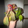 plant/Orange princess with multiple babies-0-thumbnail