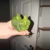plant/Jade Mint-0-thumbnail