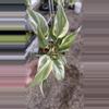 plant/PL1: Philodendron Rio-0-thumbnail