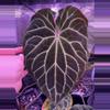 plant/Chocolate x Heinz germinated seed-0-thumbnail