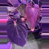plant/Antolakii RF1 x Dark Star hold back-0-thumbnail