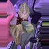 plant/Variegated papx x dorito #1-0-thumbnail