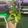 plant/Hoya australis Lisa 3”-0-thumbnail