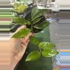plant/Hoya carnosa 4”-0-thumbnail