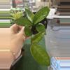 plant/Hoya carnosa 4”-0-thumbnail