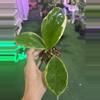 plant/Hoya guangai albo 3”-0-thumbnail