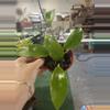 plant/Hoya sp 4”-0-thumbnail