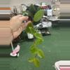 plant/Hoya carnosa jade 4”-0-thumbnail