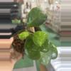 plant/Hoya Kerri 4”-0-thumbnail