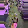 plant/Hoya merrili 3”-0-thumbnail