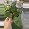 plant/Hoya verticillata 4”-0-thumbnail