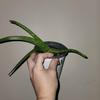 plant/Aloe Plant 6 inch -0-thumbnail