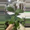 plant/Hoya diversifolia 4”-0-thumbnail