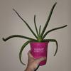 plant/Aloe Plant 6 inch -0-thumbnail