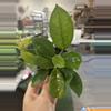 plant/Hoya carnosa 4”-0-thumbnail
