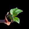 plant/Scindapsus Satin Jade 4”-0-thumbnail