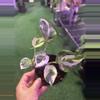 plant/Pothos njoy 4”-0-thumbnail