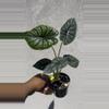 plant/Alocasia Sinuata 4”-0-thumbnail