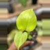 plant/Monstera Lemon Lime-0-thumbnail