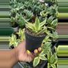 plant/Sanseviera Hahnii-2-thumbnail