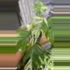 plant/Epipremnum Marble Mature-1-thumbnail