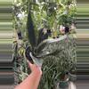 plant/Sanseviera Whitney-1-thumbnail