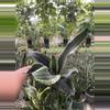 plant/Sanseviera Whitney-0-thumbnail