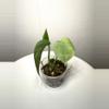 plant/LUC-01 scindapsus Lucens-0-thumbnail