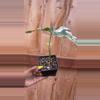 plant/Syngoinium Albo-1-thumbnail