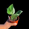 plant/Scindapsus Satin Jade 4”-1-thumbnail