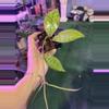 plant/Hoya callistophylla 3”-0-thumbnail