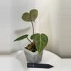 plant/TEM-5 BB Hybrid “Tehlu” x Doc Block “Michelle”-1-thumbnail