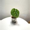 plant/LUC-01 scindapsus Lucens-1-thumbnail