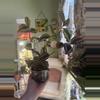 plant/Tradescantia-0-thumbnail