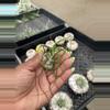 plant/Tillandsia Bulbosa Med.-1-thumbnail