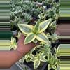 plant/Sanseviera Hahnii-1-thumbnail