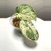 plant/HAL-01 Scindapsus halimoon-0-thumbnail