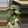 plant/Philodendron Pink Princess x Billitae-0-thumbnail
