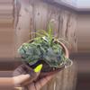 plant/Tillandsia Streptophylla Air Plant Med.-0-thumbnail