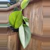 plant/Scindapsus Treubii Moonlight-0-thumbnail