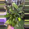 plant/Hoya publicalyx 4”-0-thumbnail