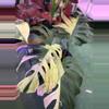 plant/Monstera mint extra large 3GL-0-thumbnail