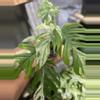 plant/Epipremnum Marble Mature-0-thumbnail