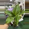plant/Hoya mitrata 4”-0-thumbnail