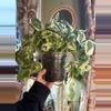 plant/Pothos n’joy-0-thumbnail